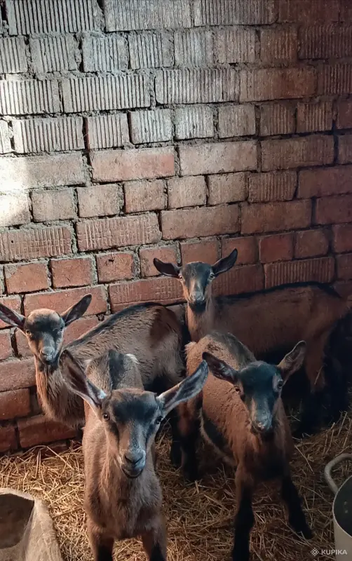 Козлики альпийско чешскаяпорода
