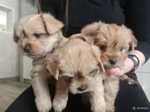 Щенки Йорка Голдаст