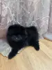 Померанский шпиц- мальчик - Вся Беларусь - 242780 - Доска объявлений Kupika.by - Фото 2