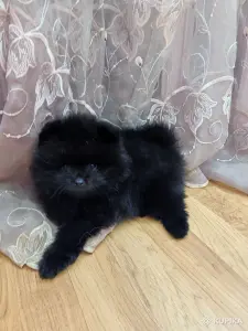 Померанский шпиц- мальчик