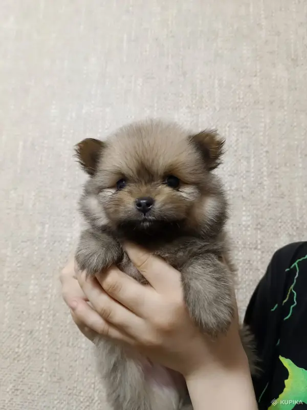 Собаки - Щенки - Вся Беларусь Щенки - Вся Беларусь - 243528 - Доска объявлений Kupika.by