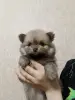 Щенки - Вся Беларусь - 243528 - Доска объявлений Kupika.by