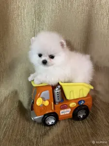 Померанский шпиц