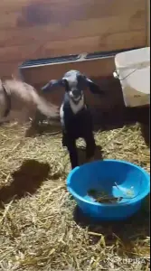 Продам англо нубийских козлят.