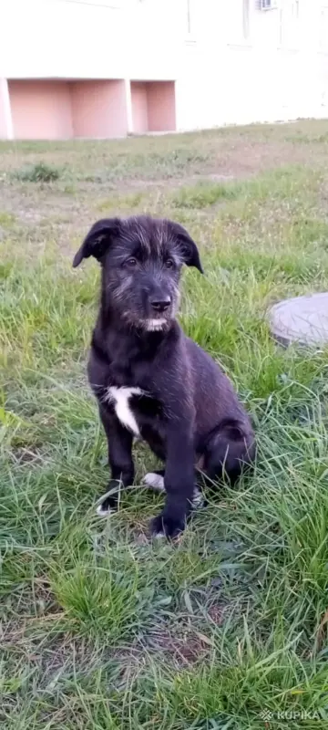 Щенки - Вся Беларусь - 246189 - Доска объявлений Kupika.by - Фото 8