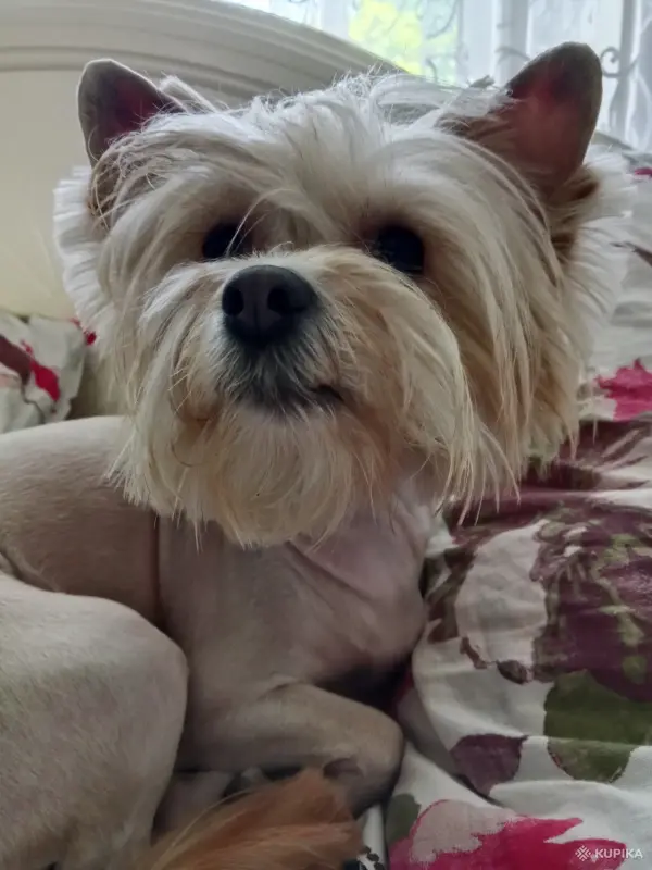 Щенки Йорка Голдаст - Вся Беларусь - 244159 - Доска объявлений Kupika.by - Фото 6