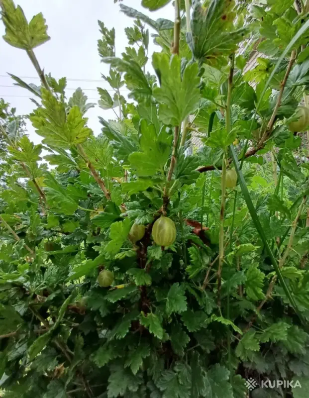 Крыжовник (молодые кустики)