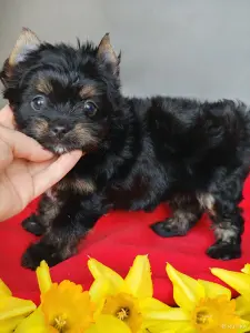 Йоркширский терьер девочка без перецвета