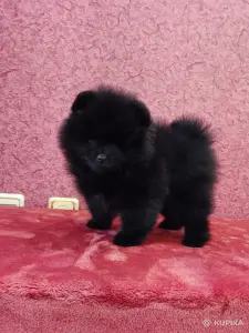 Щенок померанского шпица