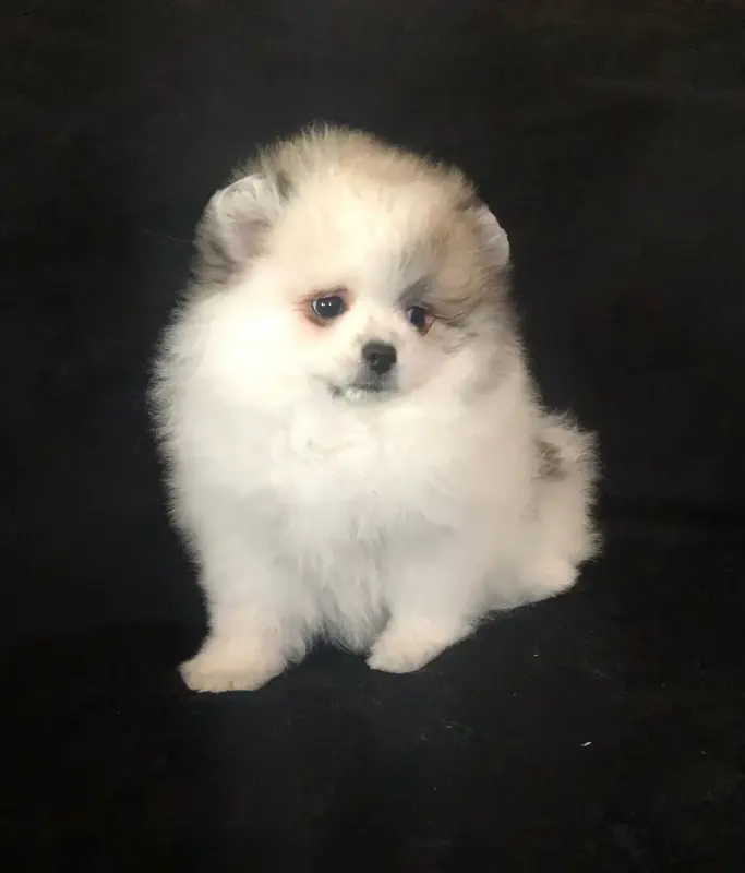 Собаки - померанский шпиц - Вся Беларусь - Фото 11 померанский шпиц - Вся Беларусь - 242040 - Доска объявлений Kupika.by - Фото 11