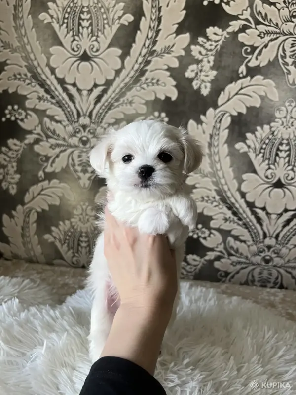 Мальтийская болонка мини