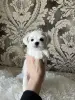 Мальтийская болонка мини - Вся Беларусь - 244522 - Доска объявлений Kupika.by