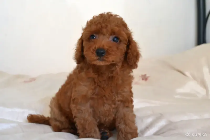 Щенки Той пуделя - Вся Беларусь - 244356 - Доска объявлений Kupika.by - Фото 3