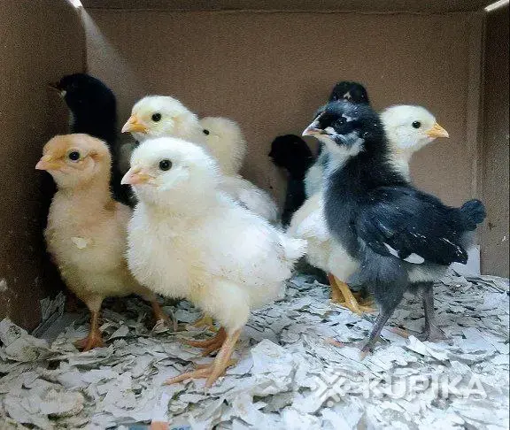 цыплята - Вся Беларусь - 243291 - Доска объявлений Kupika.by - Фото 11