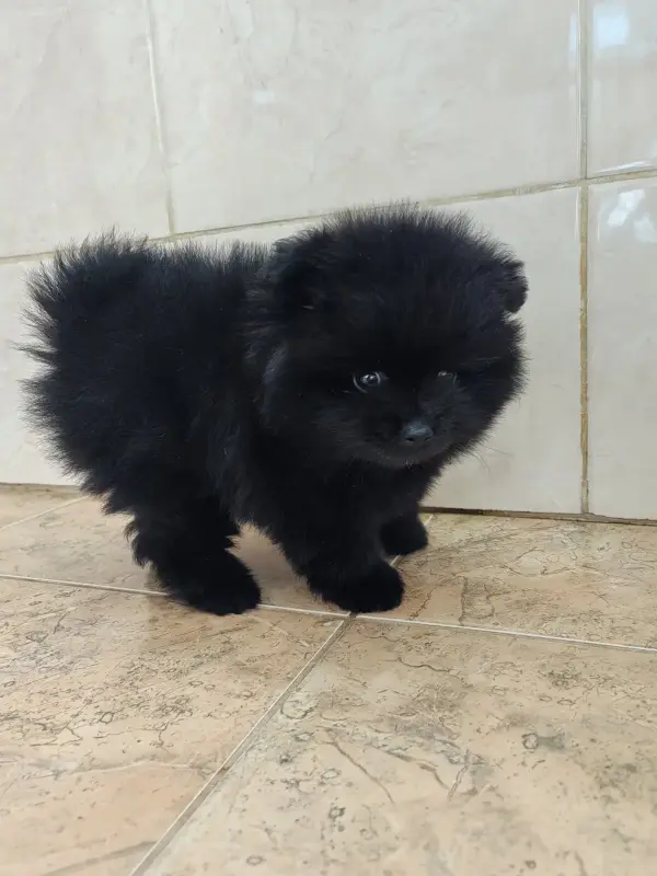 Собаки - Мальчик померанского шпица - Вся Беларусь - Фото 3 Мальчик померанского шпица - Вся Беларусь - 241999 - Доска объявлений Kupika.by - Фото 3