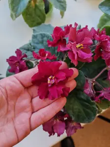 фиалка цветущая