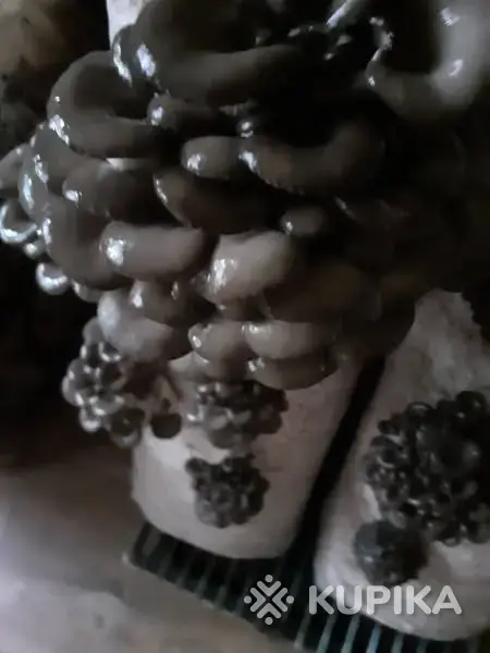 Грибные блоки вешенки. - Вся Беларусь - 243227 - Доска объявлений Kupika.by - Фото 6