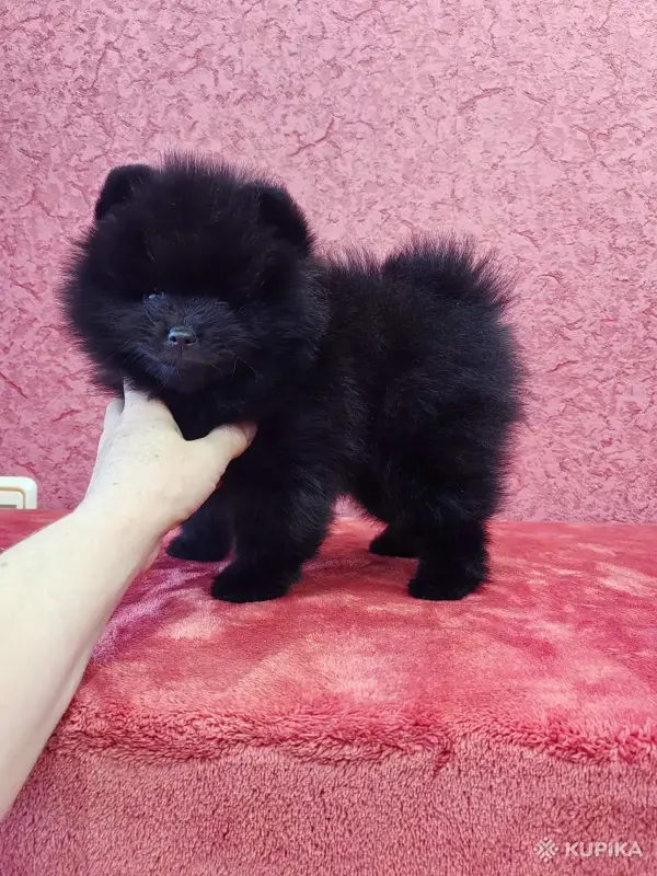 Щенок померанского шпица