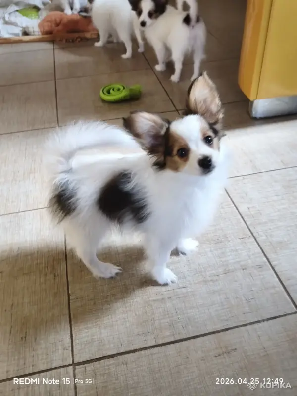 Щенки папильона - Вся Беларусь - 244891 - Доска объявлений Kupika.by - Фото 5