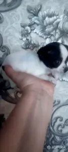 Щенки чихуахуа