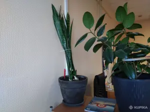 Сансевиерия