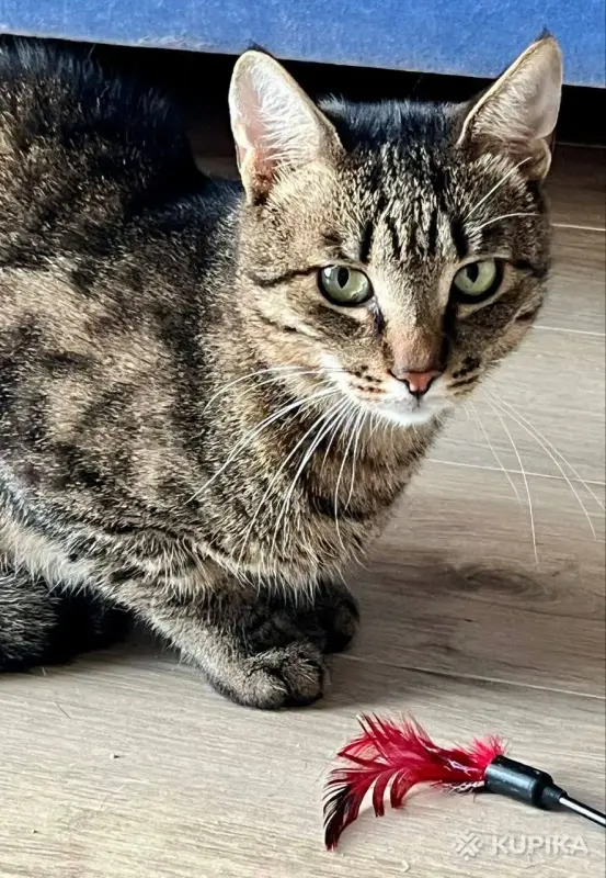 Тим в любящие - Ляховичи - 244118 - Доска объявлений Kupika.by - Фото 8