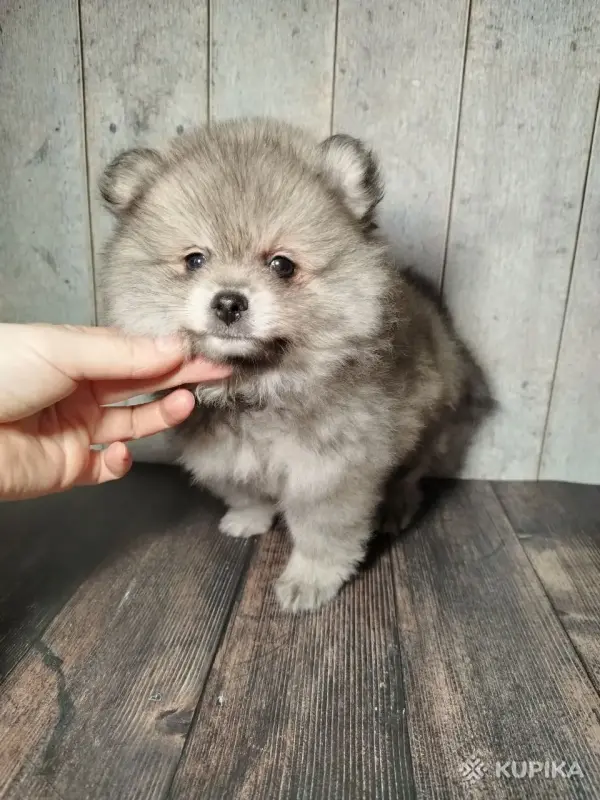 Щенок померанского шпица: соболиный окрас и мордочка, как у енота!