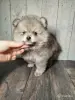 Щенок померанского шпица: соболиный окрас и мордочка, как у енота! - Вся Беларусь - 243187 - Доска объявлений Kupika.by