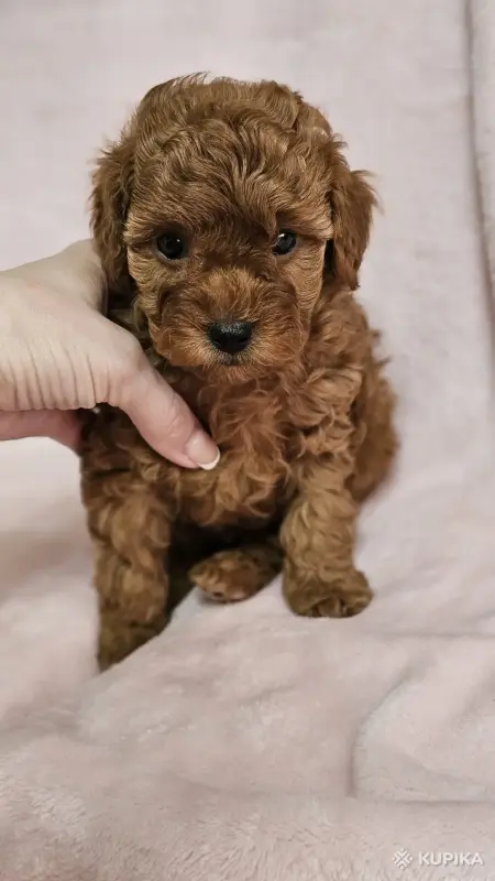 Собаки - Карликовый(той) пудель - Вся Беларусь - Фото 5 Карликовый(той) пудель - Вся Беларусь - 243690 - Доска объявлений Kupika.by - Фото 5