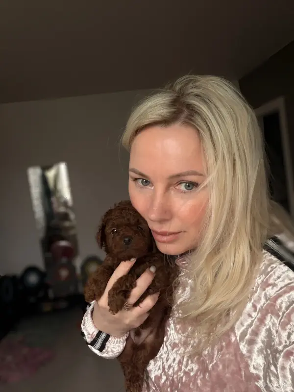 Мальтипу пушоны той пудель Китай микро и мини премиум - Вся Беларусь - 242928 - Доска объявлений Kupika.by - Фото 2