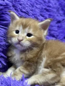 Мейн-Кун котята