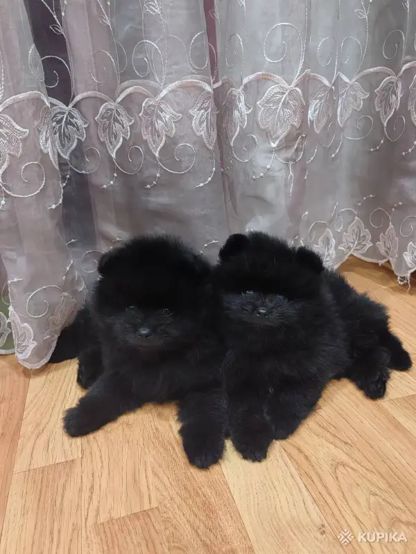 Мальчики шпица