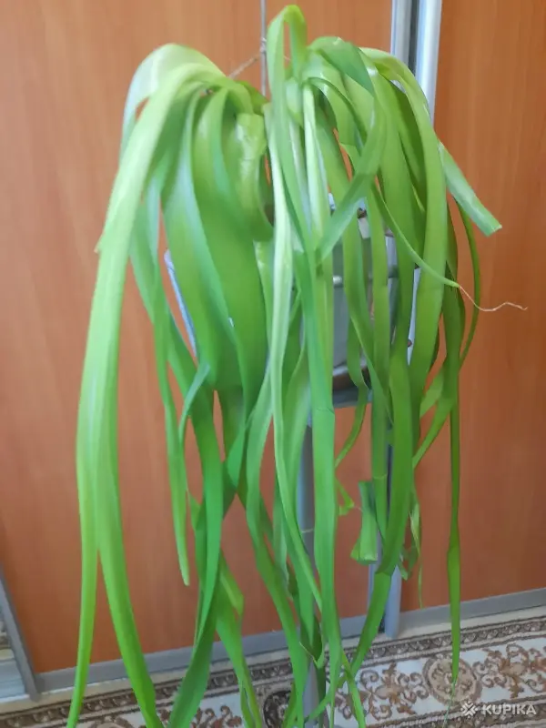 Индийский лук - Вся Беларусь - 247218 - Доска объявлений Kupika.by - Фото 2