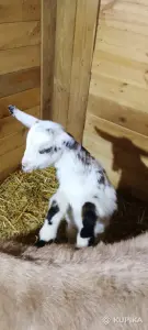 Продам англо нубийских козлят.