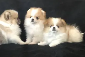 померанский шпиц