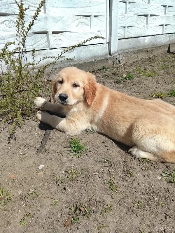 Девочка золотистого ретривера