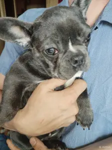 Французский бульдог девочка. Доставка.