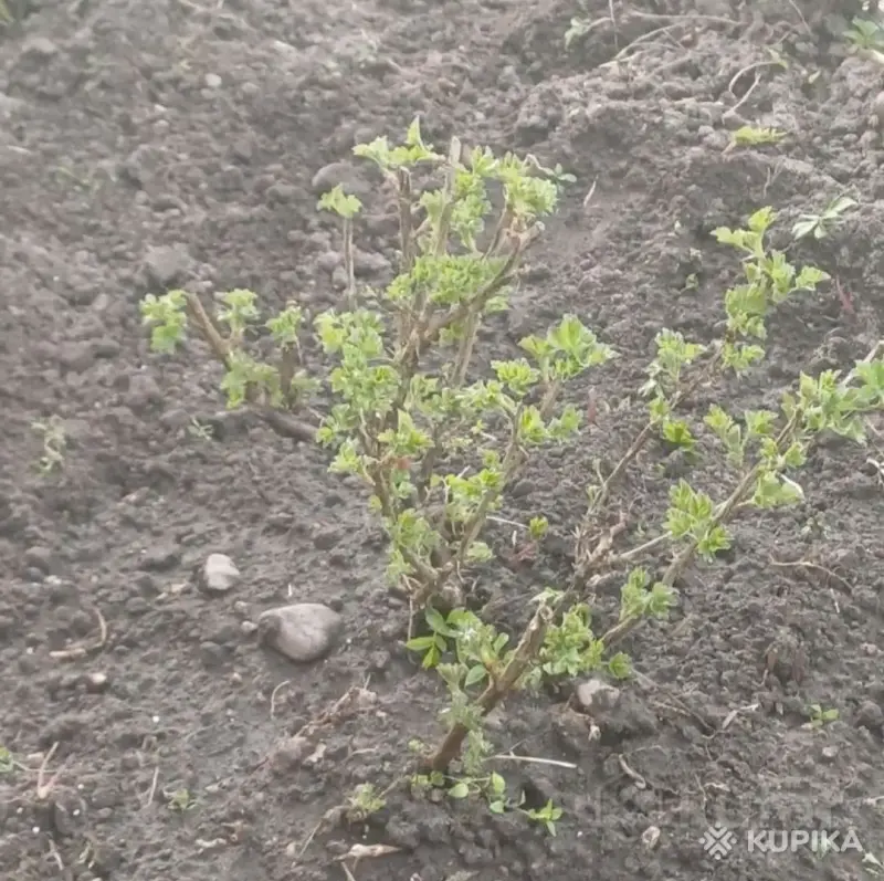 Крыжовник (молодые кустики) - Вся Беларусь - 244299 - Доска объявлений Kupika.by - Фото 5