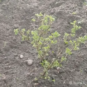 Крыжовник (молодые кустики)