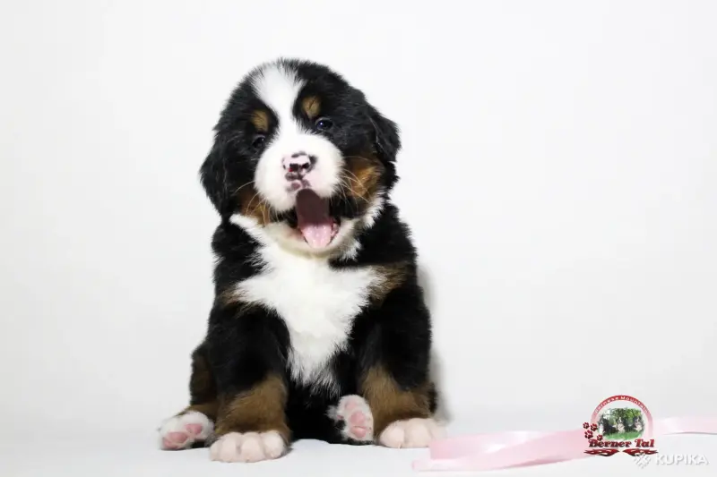 Бернский зенненхунд. Щенки - Вся Беларусь - 243442 - Доска объявлений Kupika.by - Фото 4
