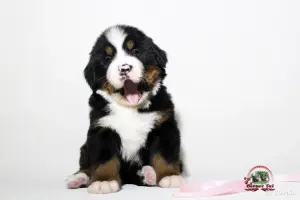 Бернский зенненхунд. Щенки