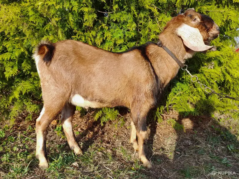 Англо-нубийский 100% ЧП козлик - Вся Беларусь - 242645 - Доска объявлений Kupika.by - Фото 6