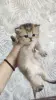 Кошки - Шотландские котята - Вся Беларусь - Фото 2 Шотландские котята - Вся Беларусь - 242581 - Доска объявлений Kupika.by - Фото 2
