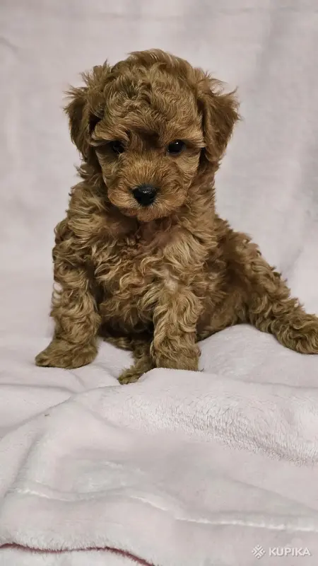 Собаки - Карликовый(той) пудель - Вся Беларусь - Фото 2 Карликовый(той) пудель - Вся Беларусь - 243690 - Доска объявлений Kupika.by - Фото 2