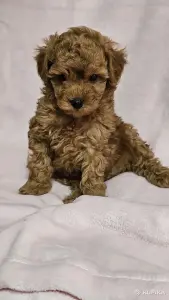 Карликовый(той) пудель