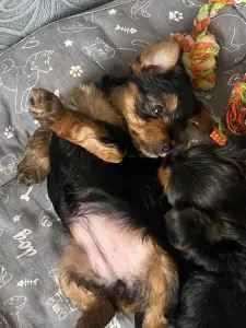 Щенки йорка