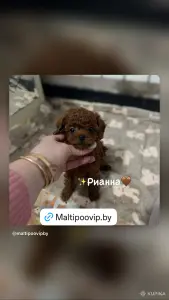 VIP качество мини микро мальтипу той пудель пушон