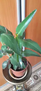 Каланхое