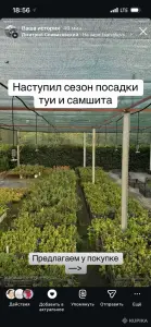 Продажа самшита и туй, по РБ, разной высоты, от 1 руб