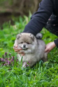 Померанский шпиц, уникальный окрас на изысканный вкус!